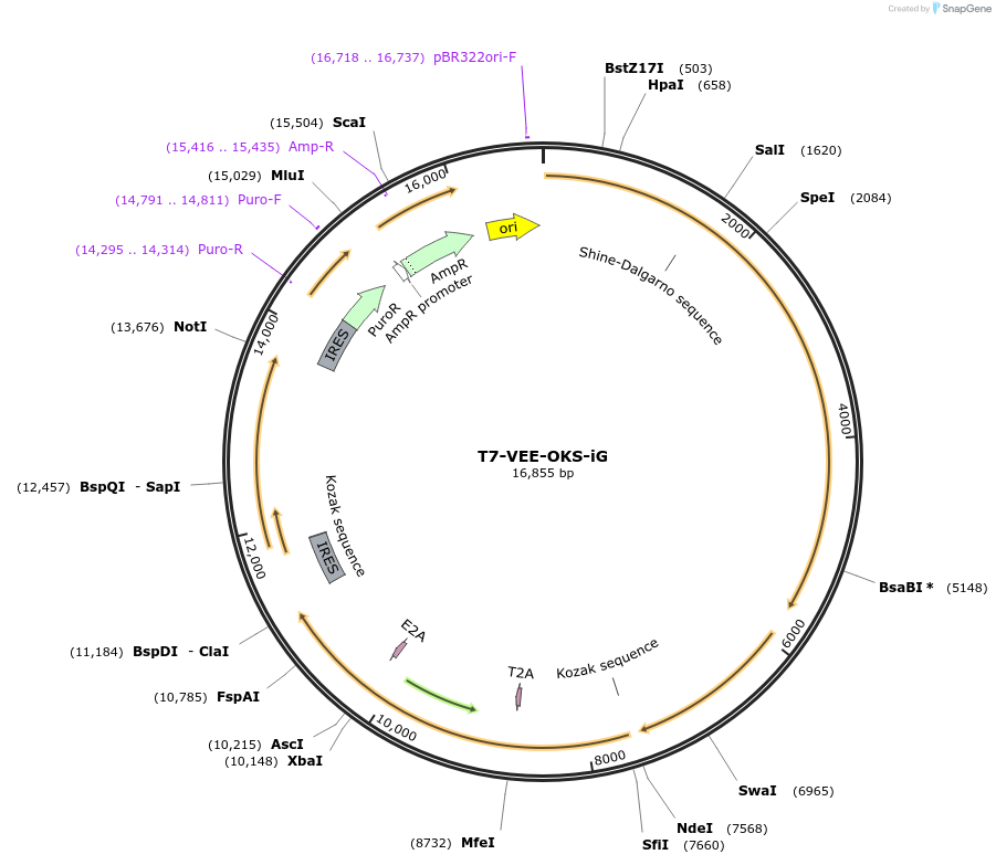 58974-plasmid-map-sequence-id-240741