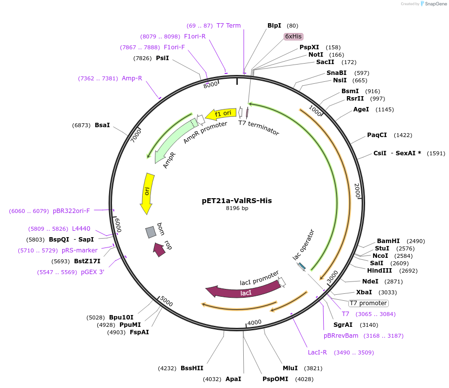 124122-plasmid-map-sequence-id-240743
