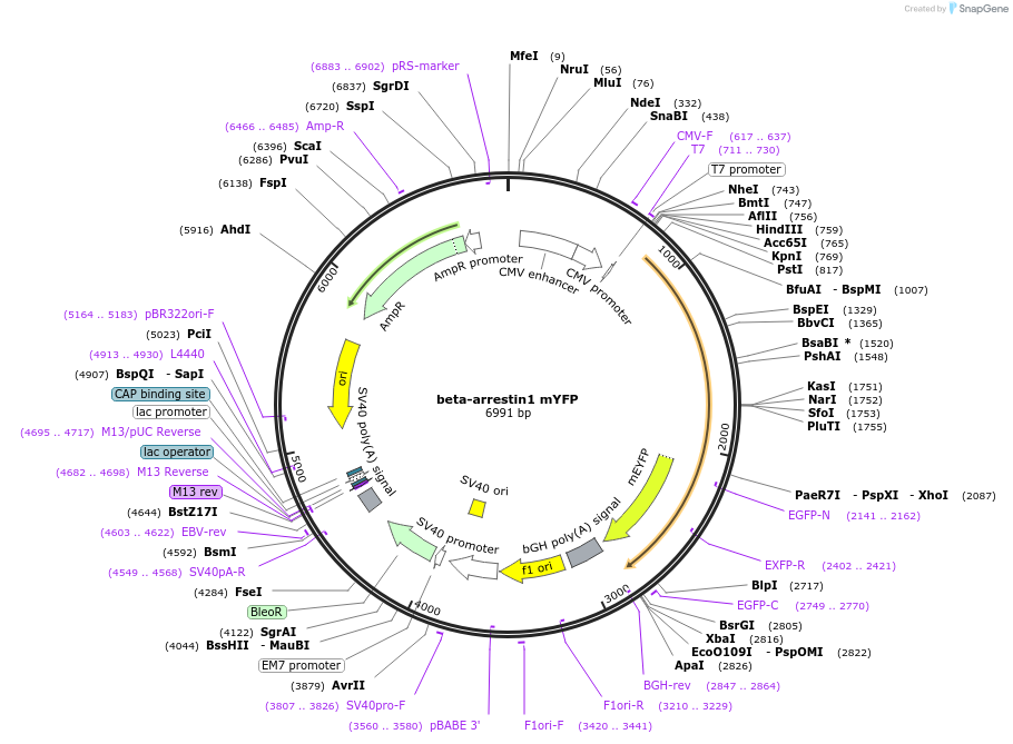 36916-plasmid-map-sequence-id-240794