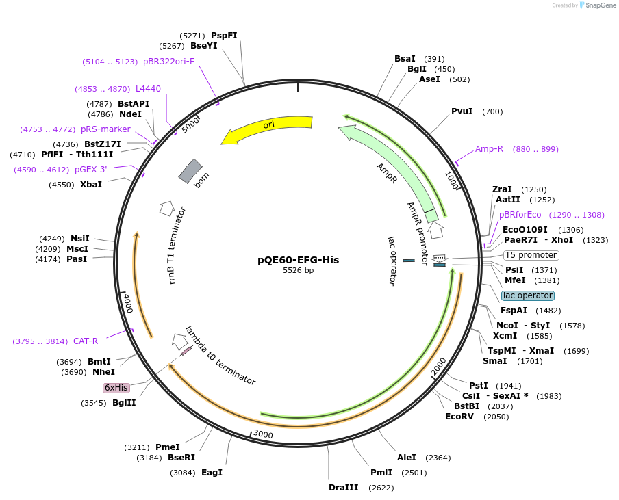 124126-plasmid-map-sequence-id-240846