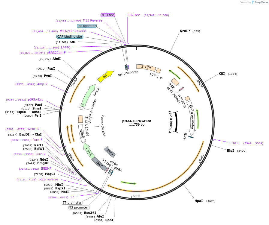 116769-plasmid-map-sequence-id-240849