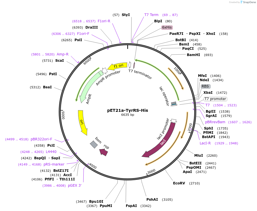 124121-plasmid-map-sequence-id-240850