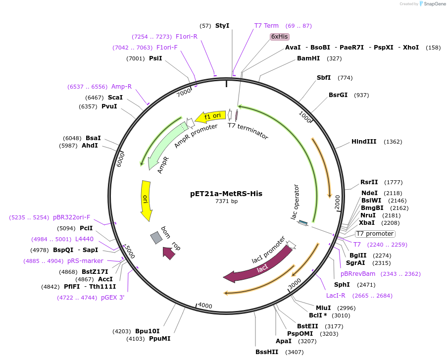 124115-plasmid-map-sequence-id-240858