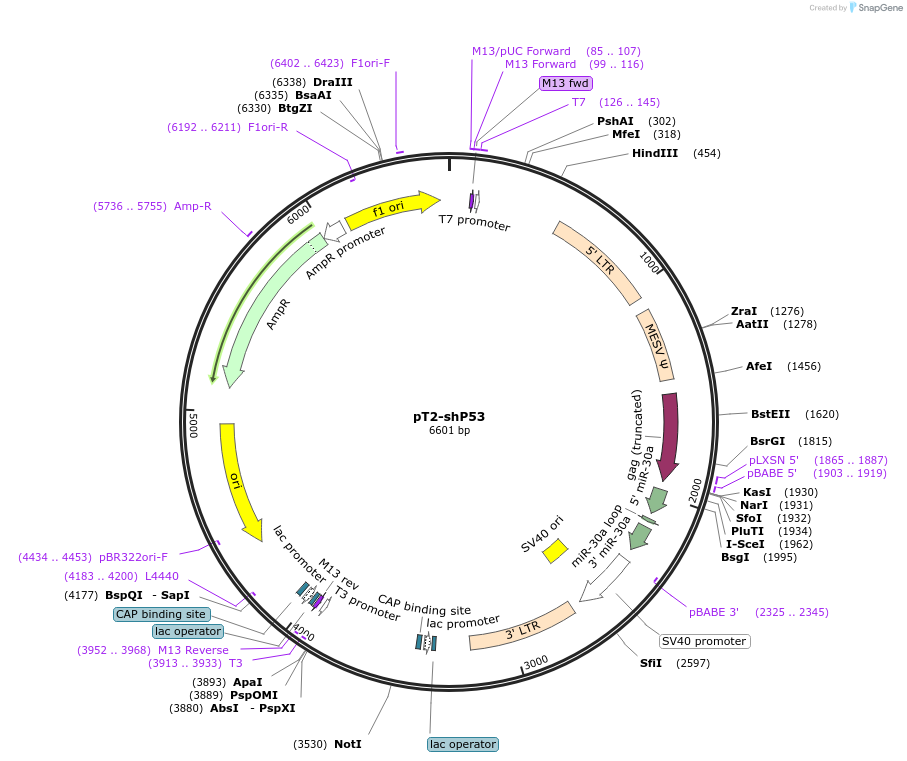 124261-plasmid-map-sequence-id-240872