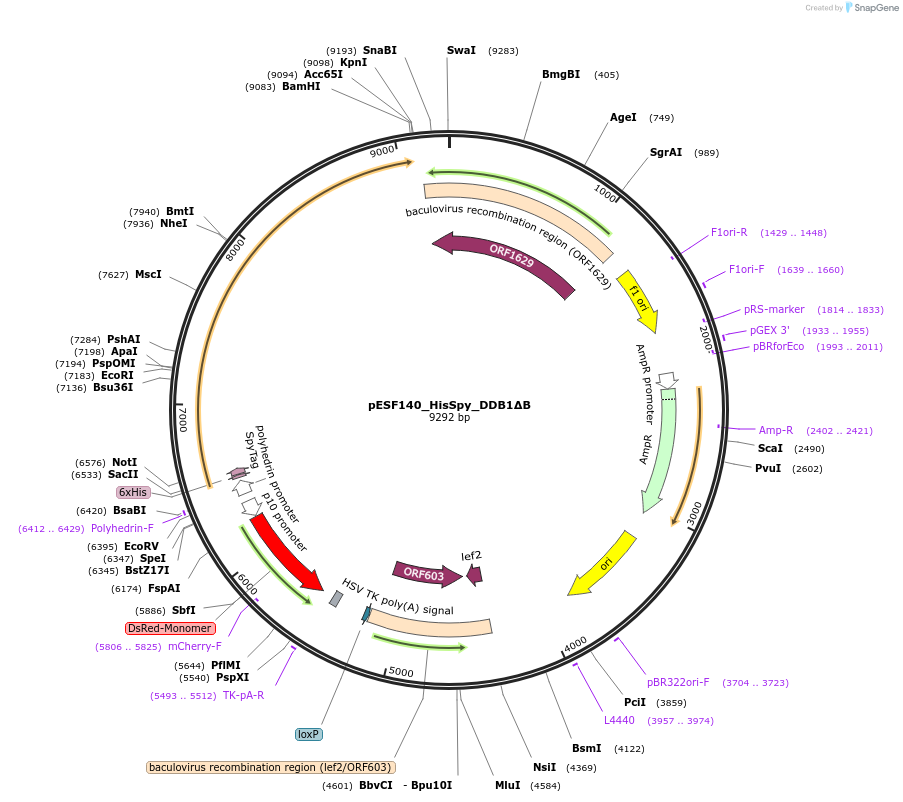 124213-plasmid-map-sequence-id-240876