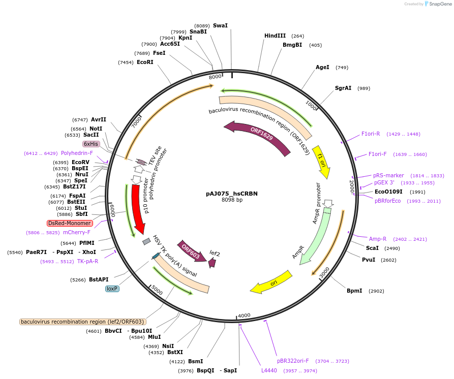124214-plasmid-map-sequence-id-240877