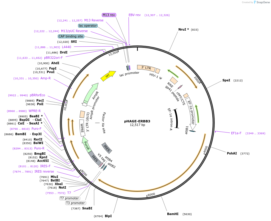116735-plasmid-map-sequence-id-240878