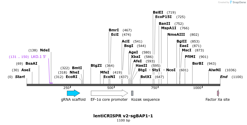 240885_map