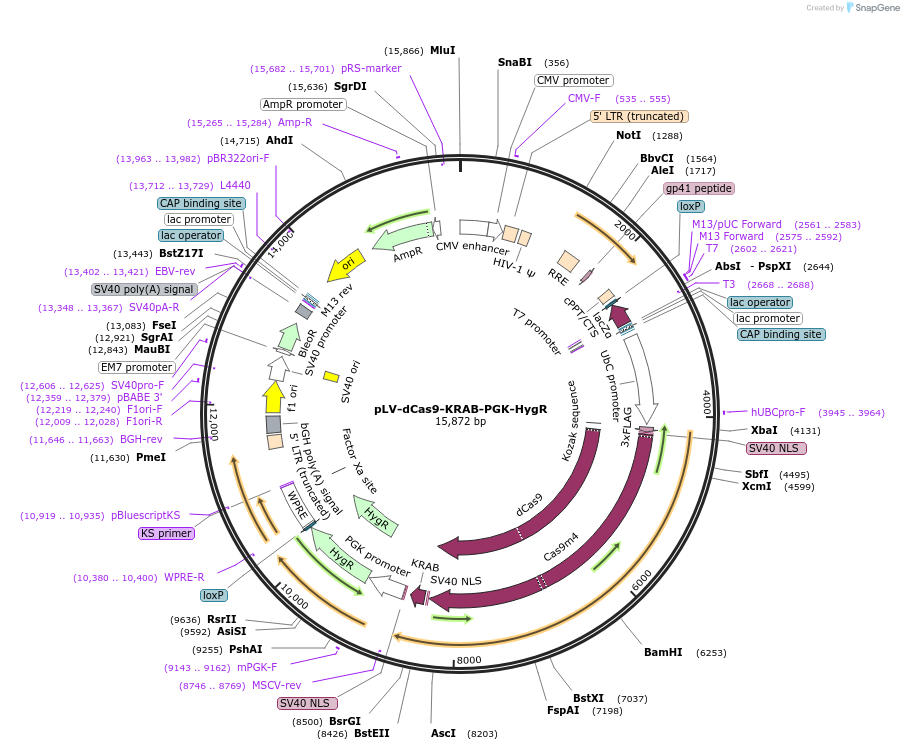 83890-plasmid-map-sequence-id-240902