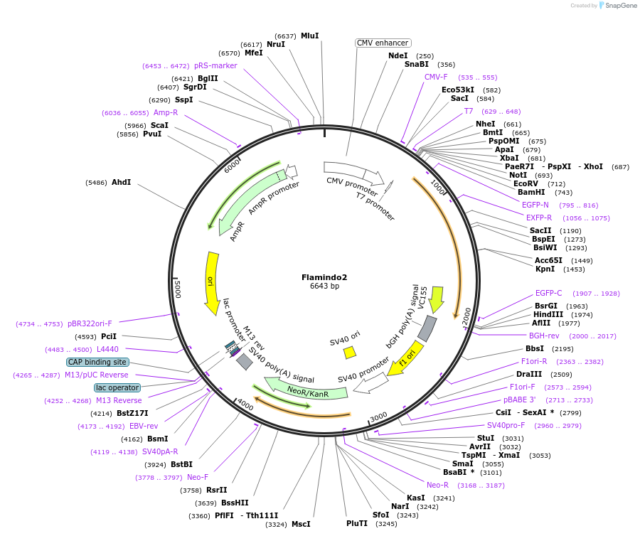 73938-plasmid-map-sequence-id-240903