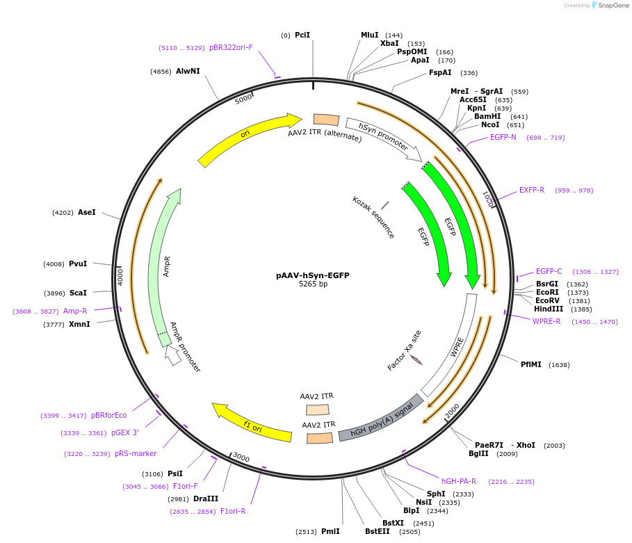 50465-plasmid-map-sequence-id-240907