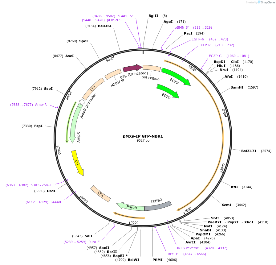 38283-plasmid-map-sequence-id-240913