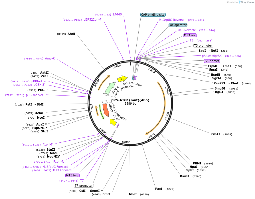 122069-plasmid-map-sequence-id-240916