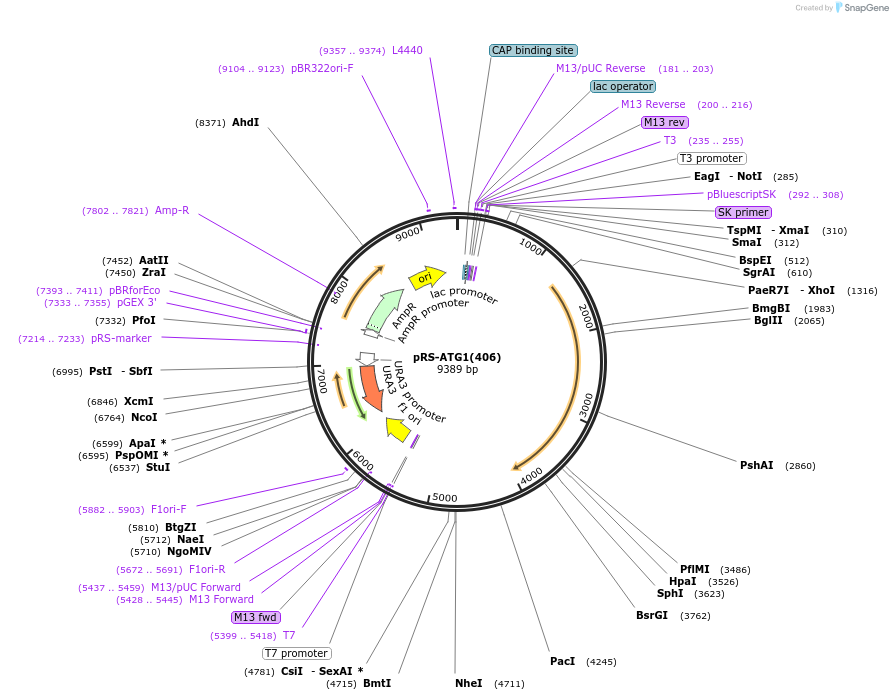 122068-plasmid-map-sequence-id-240920