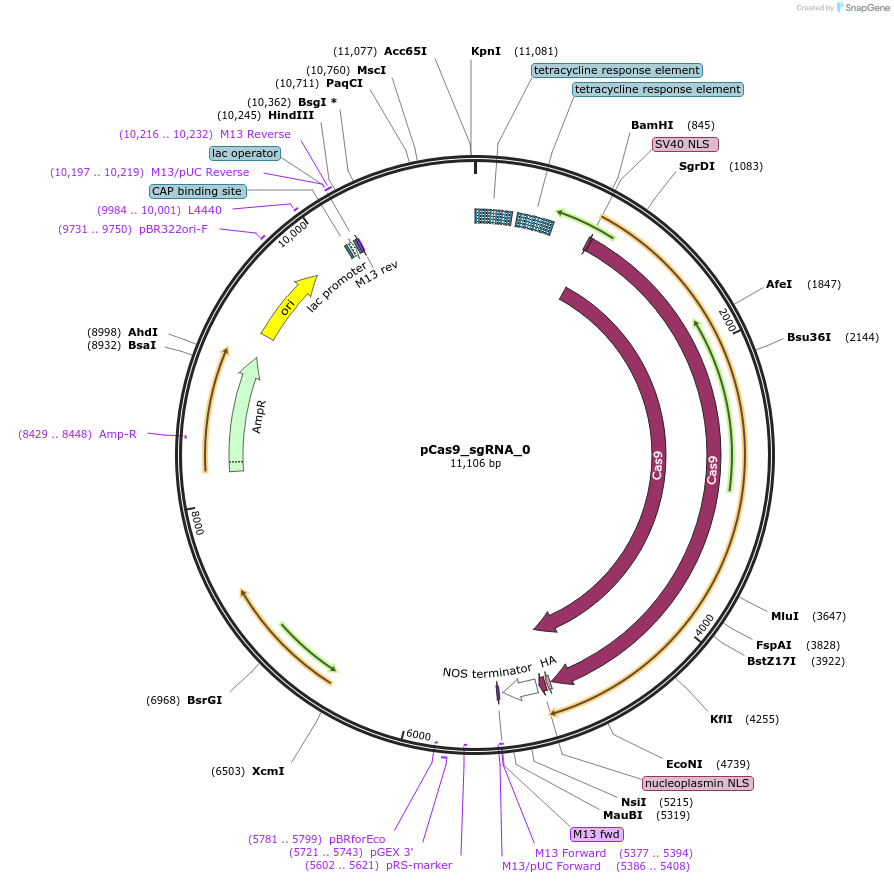 70763-plasmid-map-sequence-id-240922