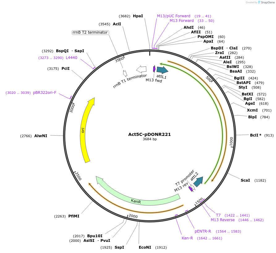 124242-plasmid-map-sequence-id-240923
