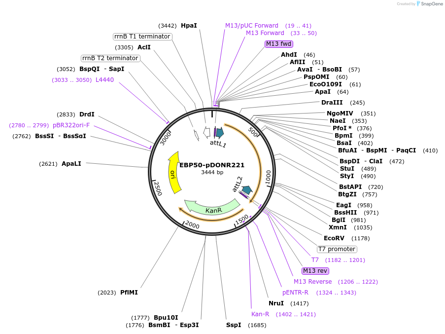 124243-plasmid-map-sequence-id-240925
