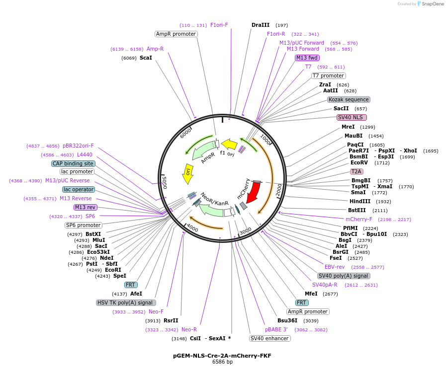 119868-plasmid-map-sequence-id-240979