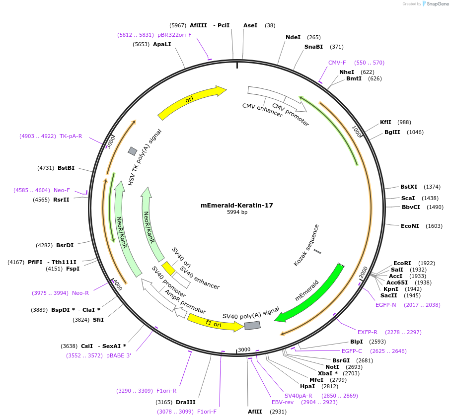 54134-plasmid-map-sequence-id-240980