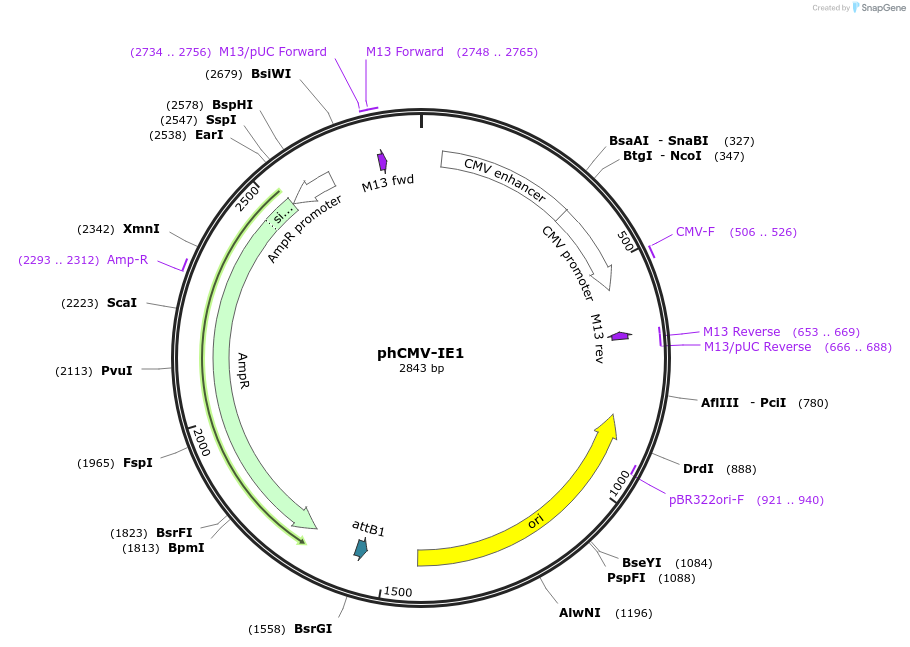 118048-plasmid-map-sequence-id-240981