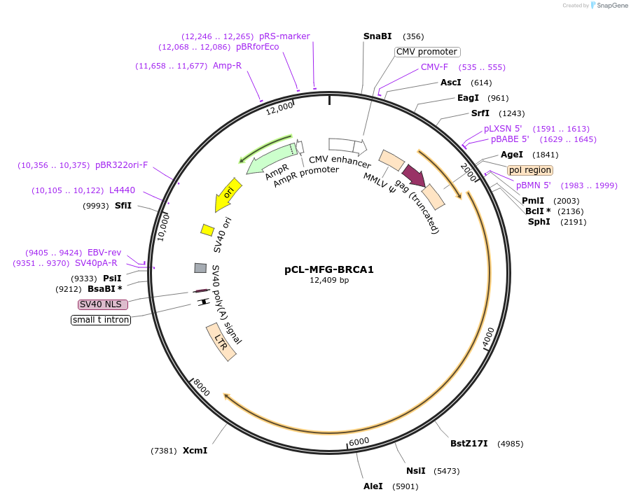 12341-plasmid-map-sequence-id-240982