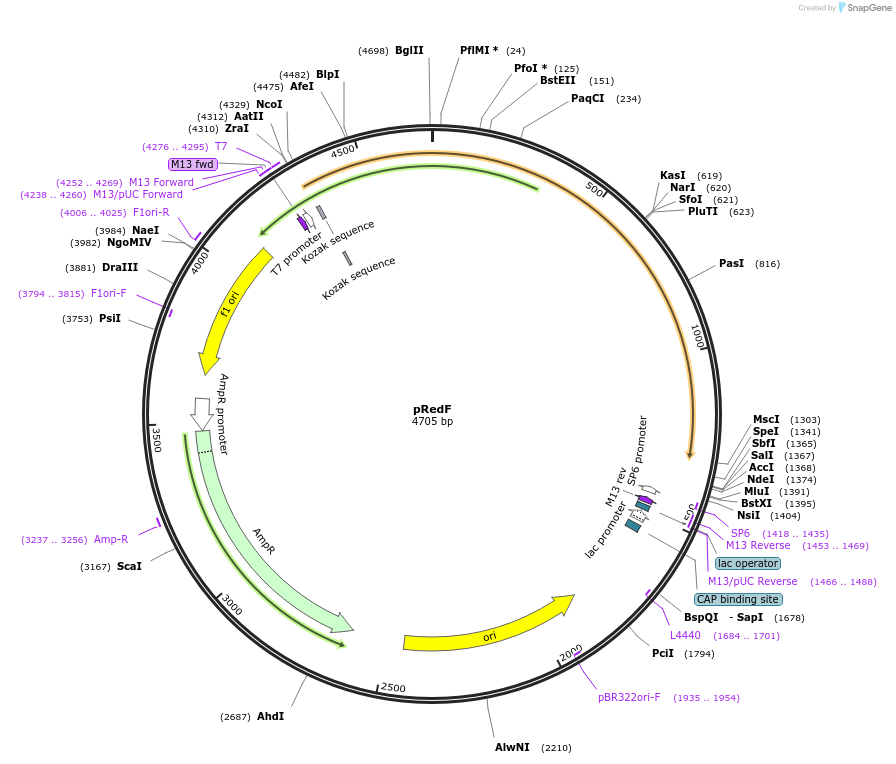 118057-plasmid-map-sequence-id-240983