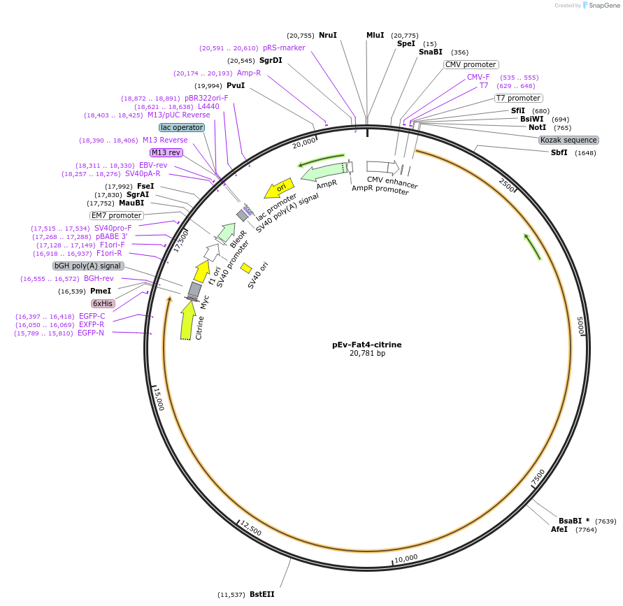112854-plasmid-map-sequence-id-240984