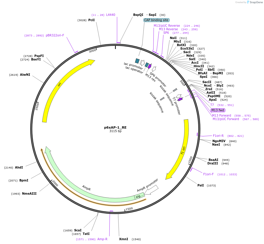 118054-plasmid-map-sequence-id-240985