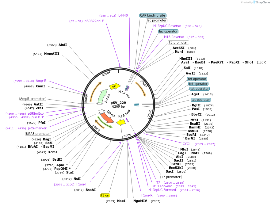 122934-plasmid-map-sequence-id-240987