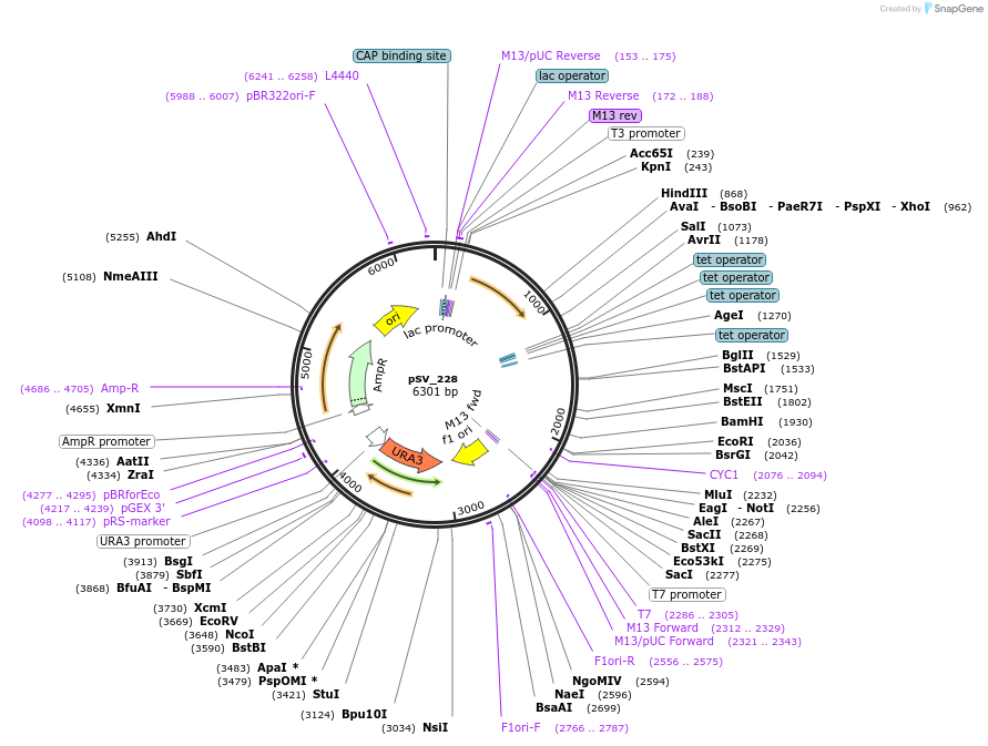 122933-plasmid-map-sequence-id-240991