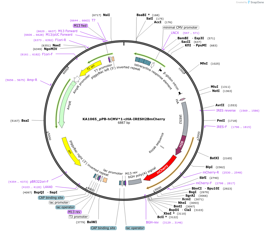 124170-plasmid-map-sequence-id-240992
