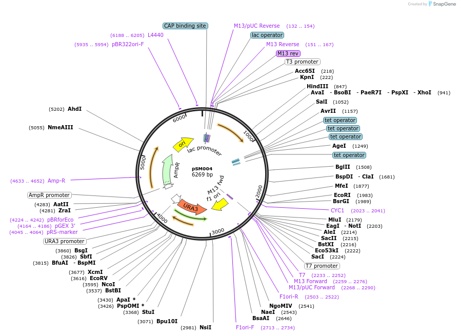 122937-plasmid-map-sequence-id-240996