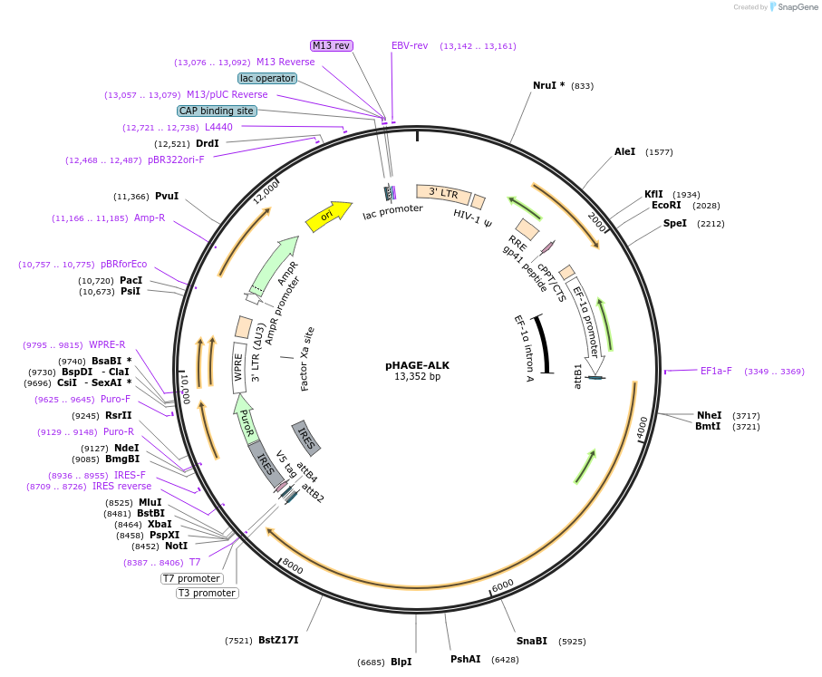 116712-plasmid-map-sequence-id-240997