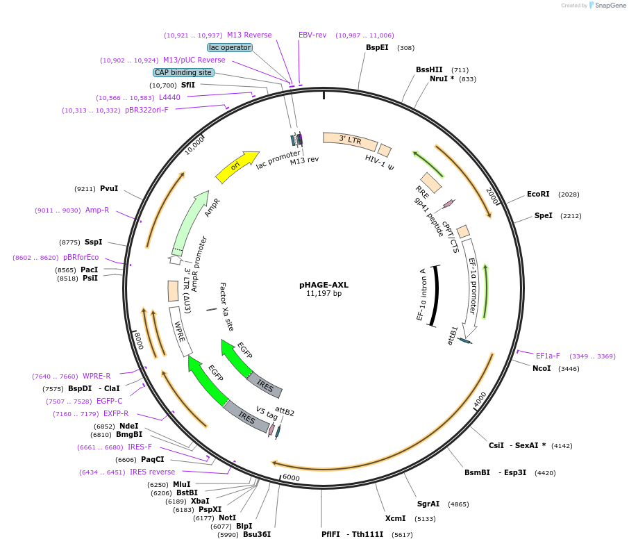 116714-plasmid-map-sequence-id-240999