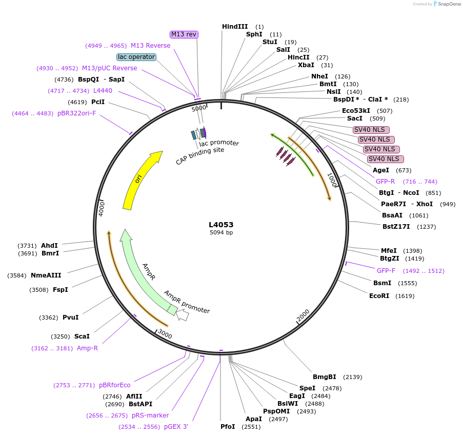 1631-plasmid-map-sequence-id-241