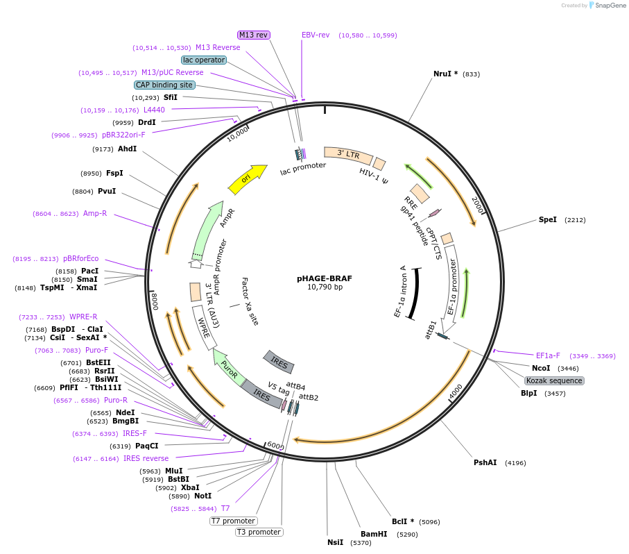 116719-plasmid-map-sequence-id-241010