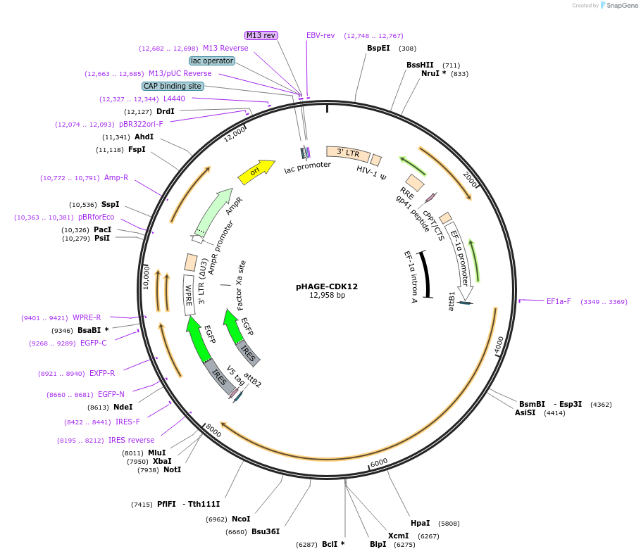 116723-plasmid-map-sequence-id-241017