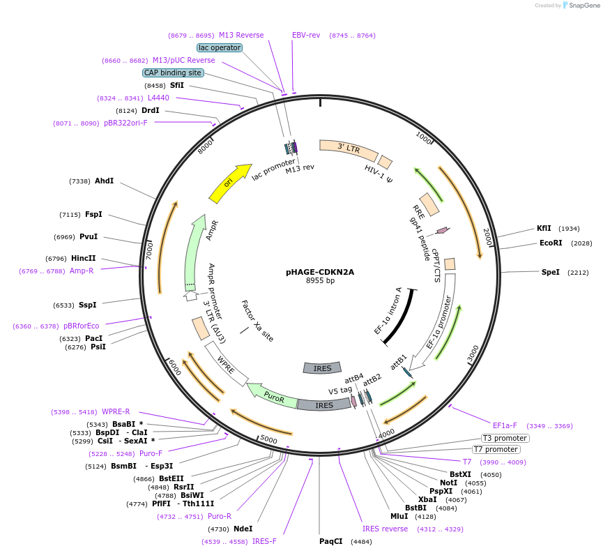 116726-plasmid-map-sequence-id-241018