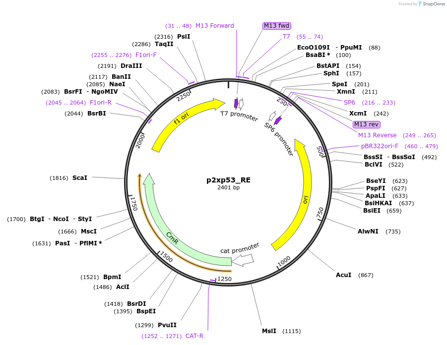 118053-plasmid-map-sequence-id-241026