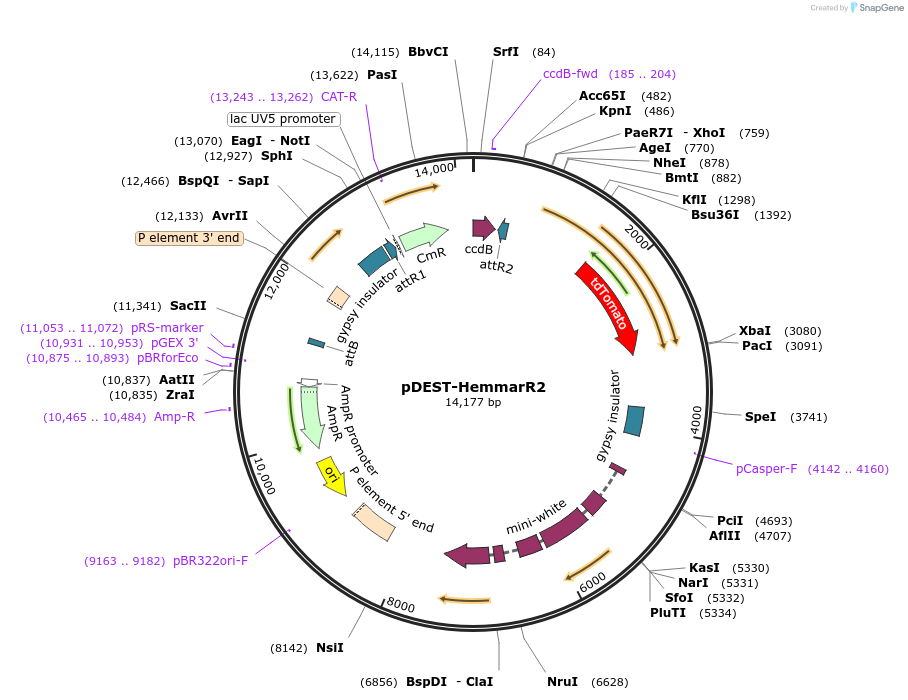 112813-plasmid-map-sequence-id-241027