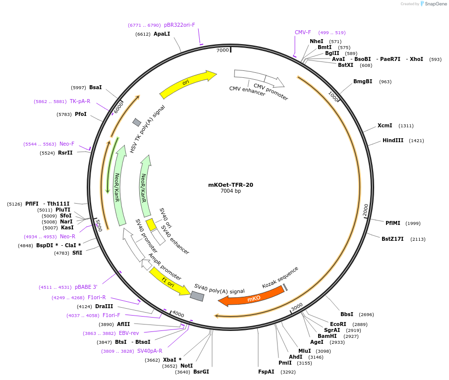 57935-plasmid-map-sequence-id-241031