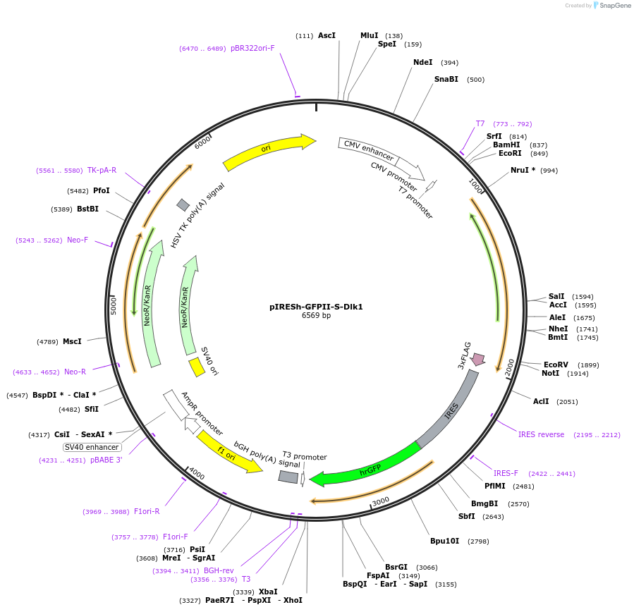 108931-plasmid-map-sequence-id-241033