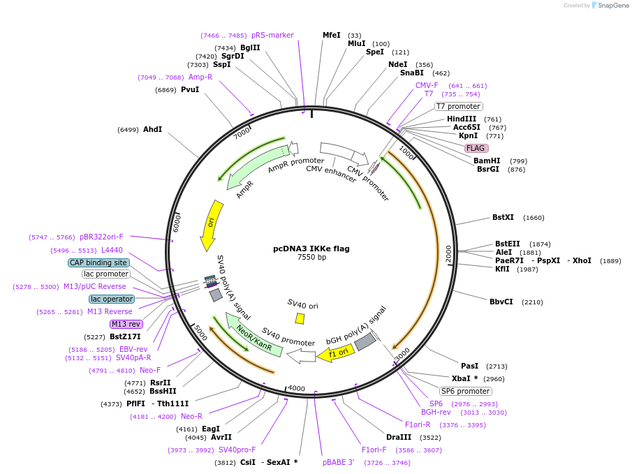 26201-plasmid-map-sequence-id-241040