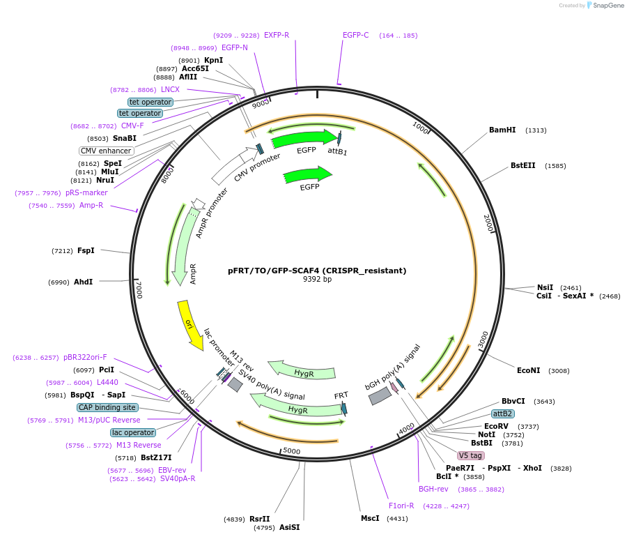 122471-plasmid-map-sequence-id-241041