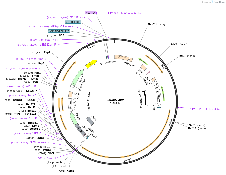 116762-plasmid-map-sequence-id-241042