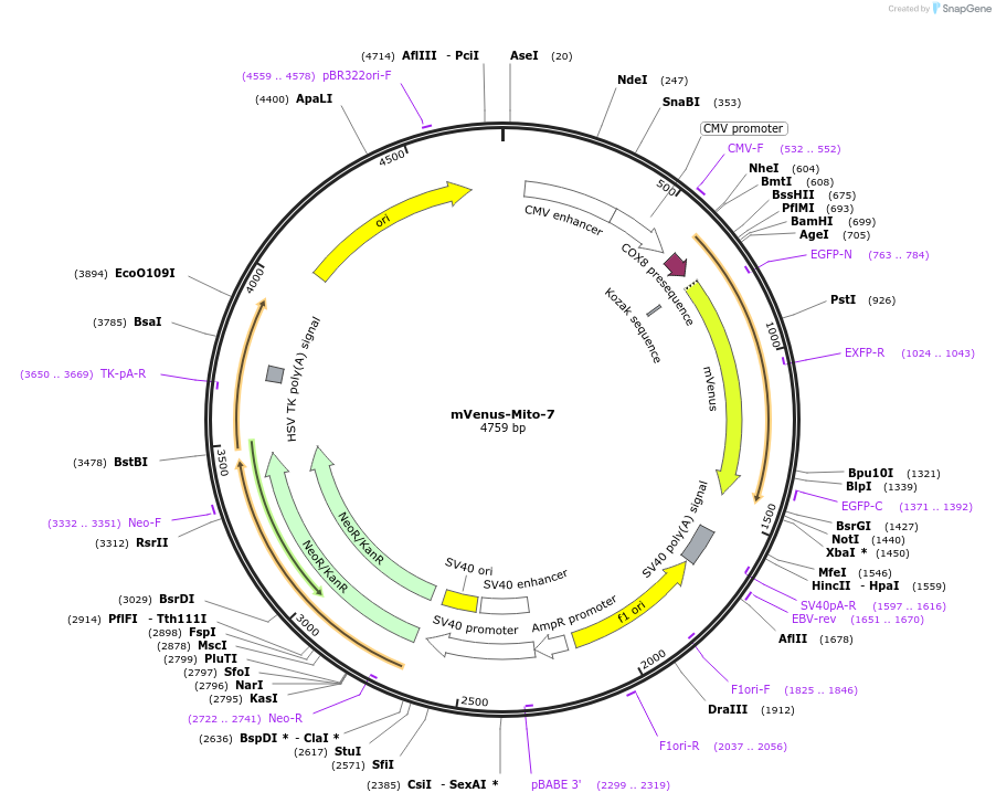 56619-plasmid-map-sequence-id-241046