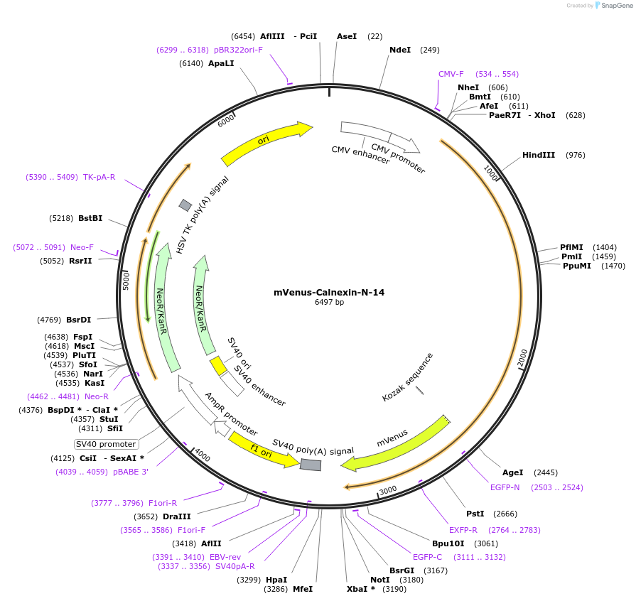 56324-plasmid-map-sequence-id-241049