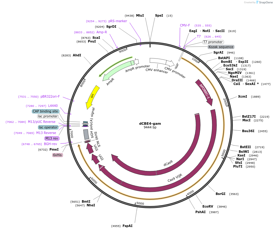 124449-plasmid-map-sequence-id-241051