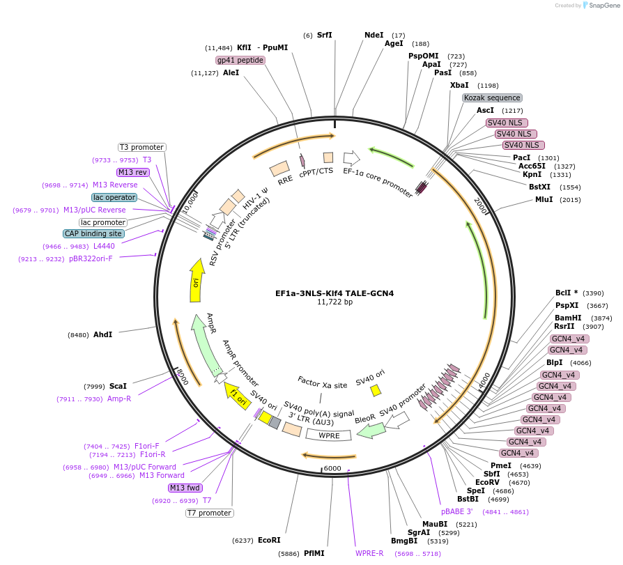 120546-plasmid-map-sequence-id-241053