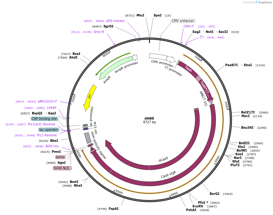 124447-plasmid-map-sequence-id-241059